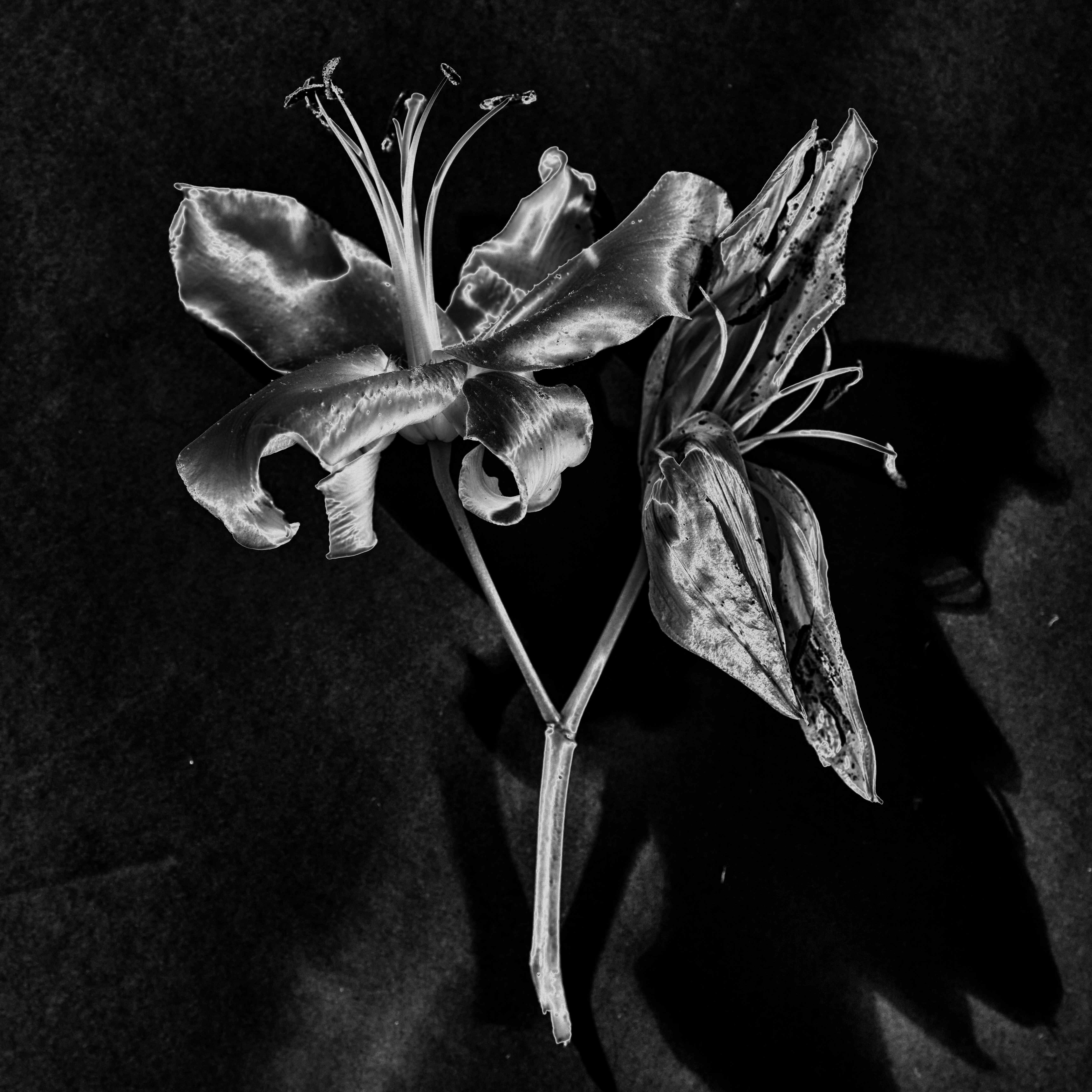 Solarized lilies for ARY Darkstar