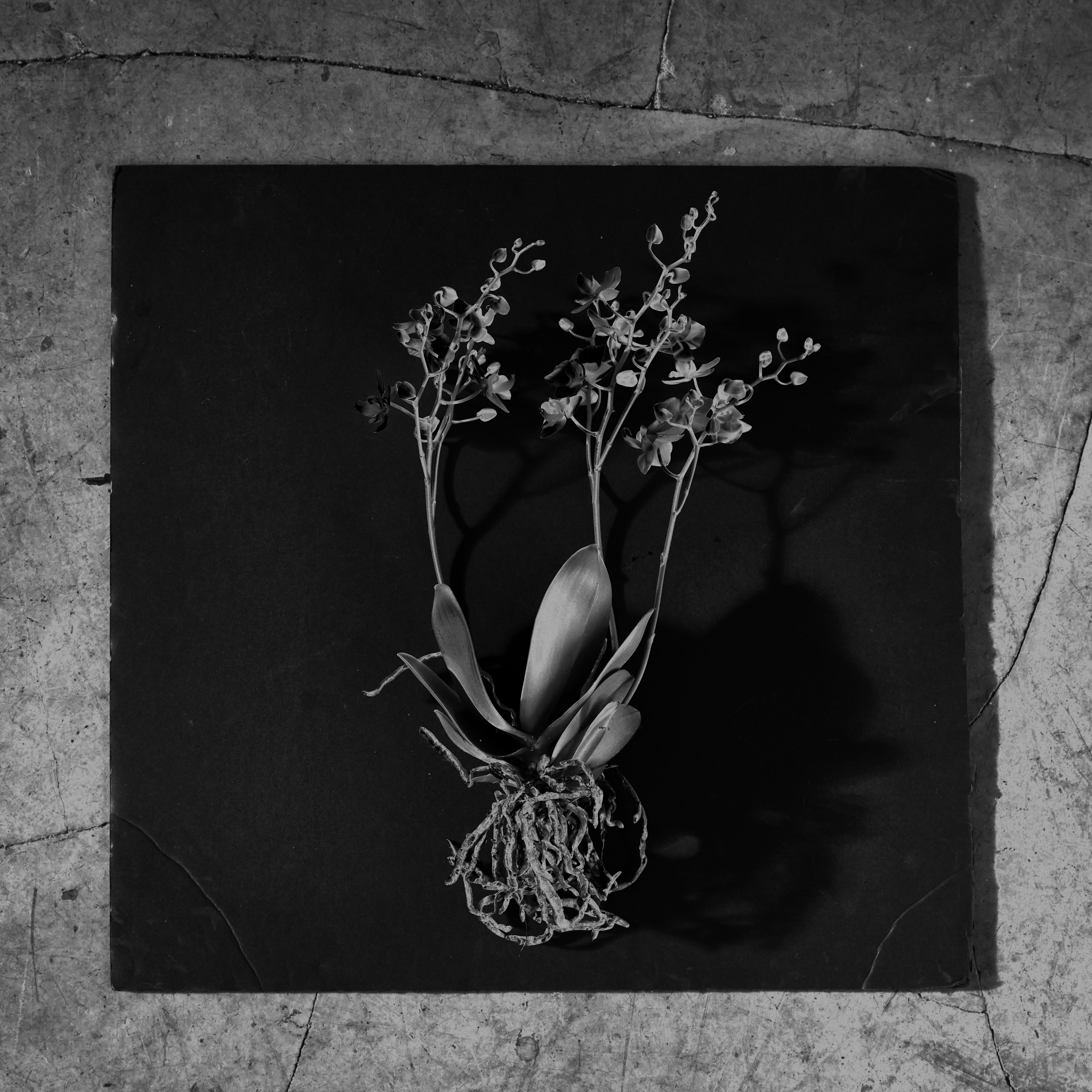 Orchid on slate for ARY Darkstar